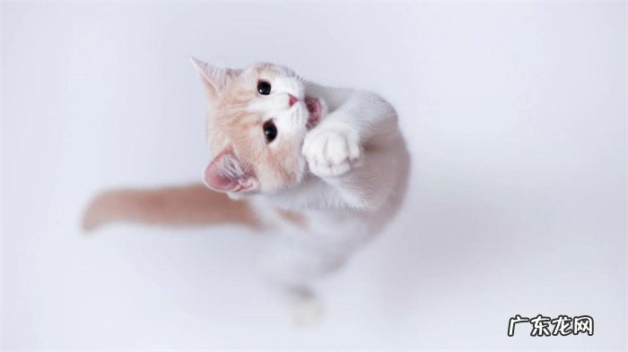 洗澡时注意保暖,更换生活环境时保持小猫心情的愉悦 小猫拉肚子了怎么办?