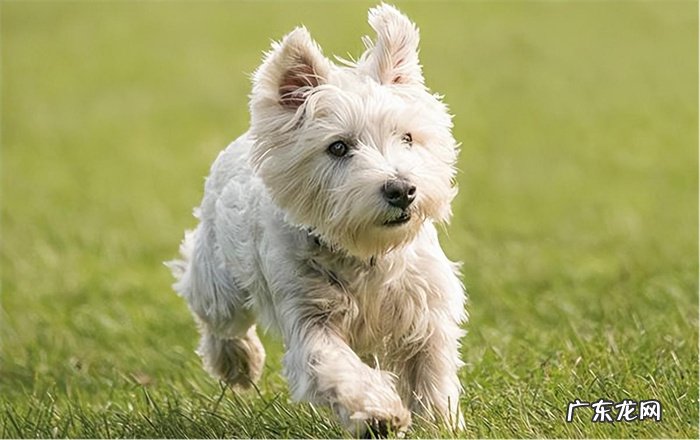 性格温和 西高地白梗犬的优点有什么？