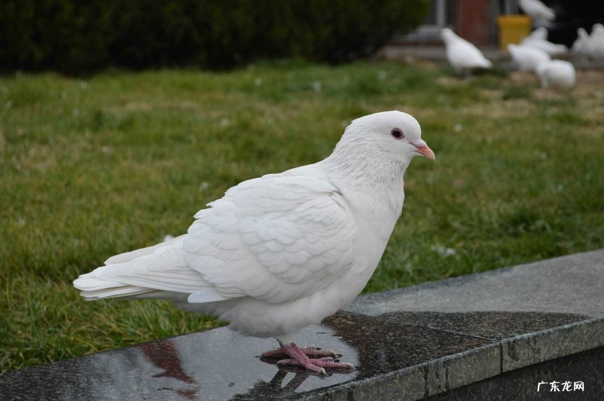 不要急于求成 家养鸽子的禁忌有哪些？