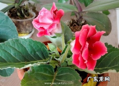 大岩桐种球怎么保存