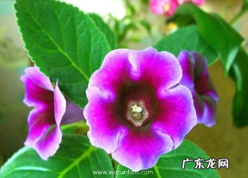 大岩桐种球怎么保存