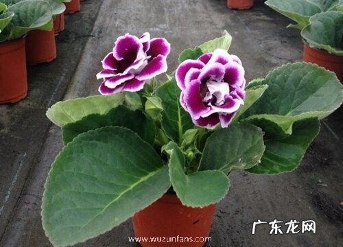 大岩桐种球怎么保存