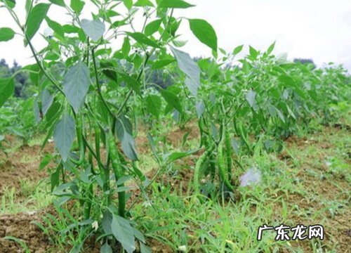 线椒怎么留种子 线椒种子怎么处理能种出来