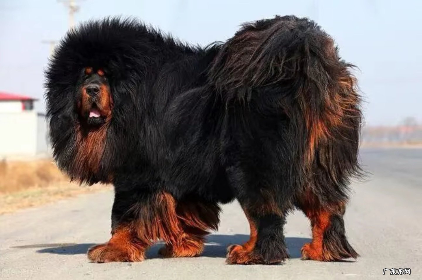 预防疾病等 养藏獒有什么注意事项