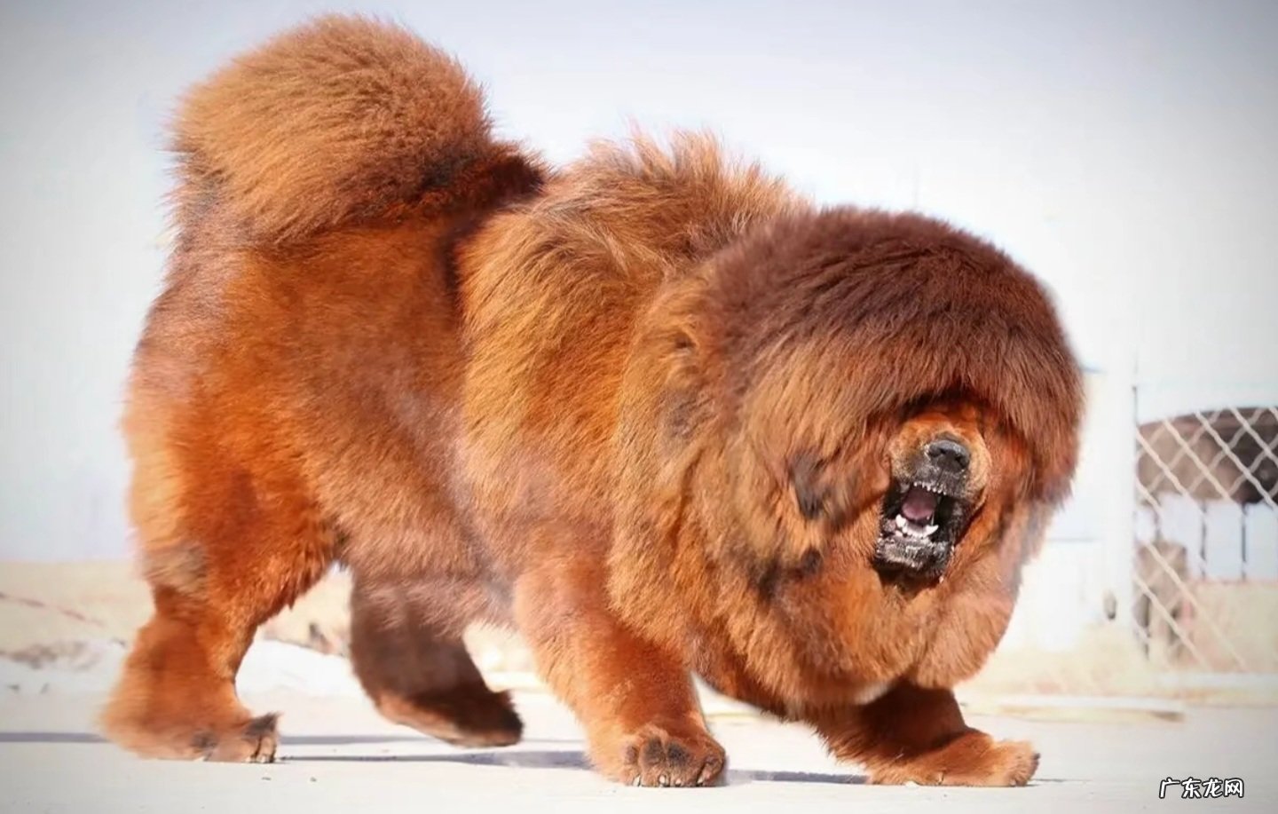 预防疾病等 养藏獒有什么注意事项