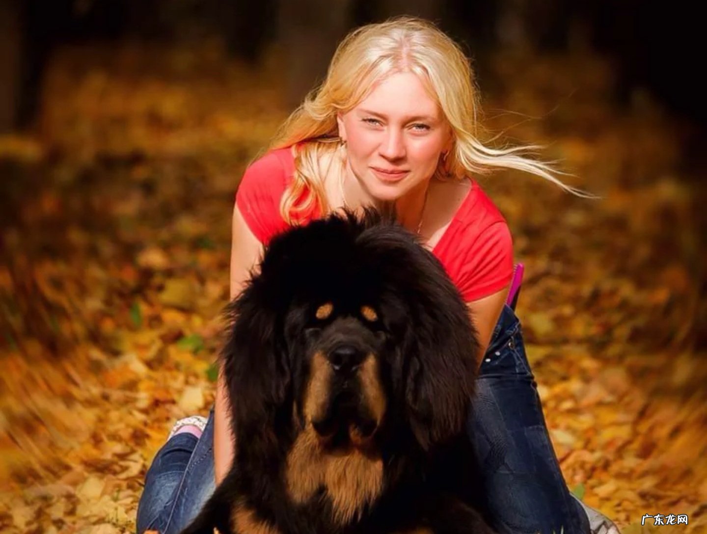 预防疾病等 养藏獒有什么注意事项