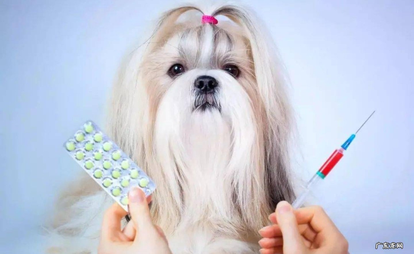 体外驱虫 体内驱虫 如何给狗狗驱虫