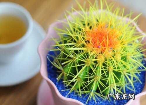 黄刺金琥开花吗 开什么样的花