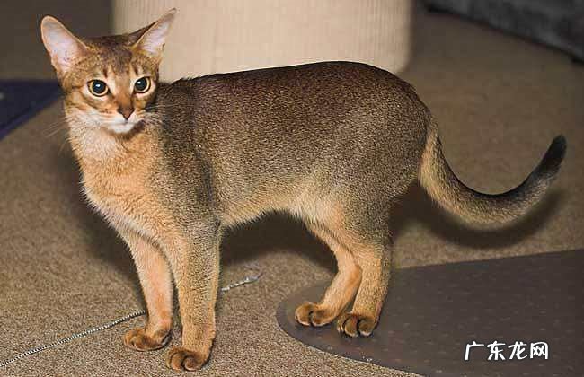 适合 阿比西尼亚猫适合新手养吗？