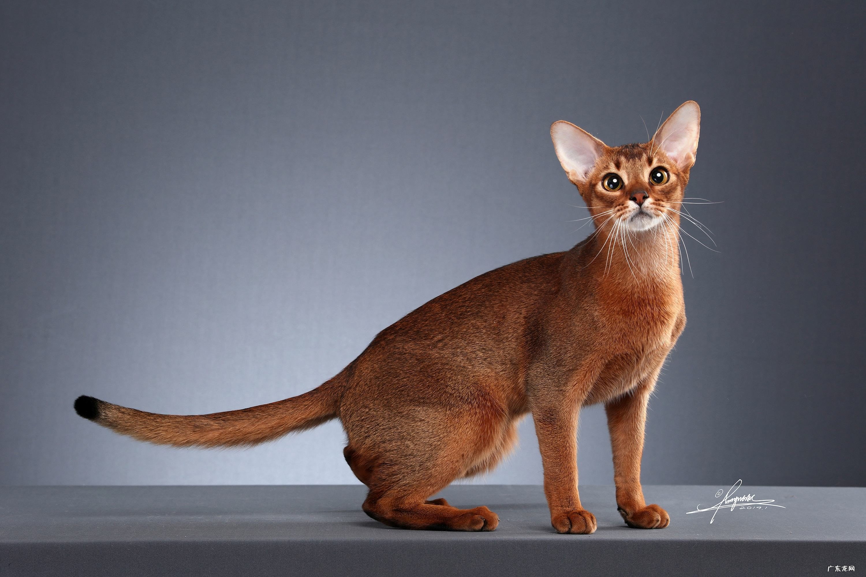 适合 阿比西尼亚猫适合新手养吗？