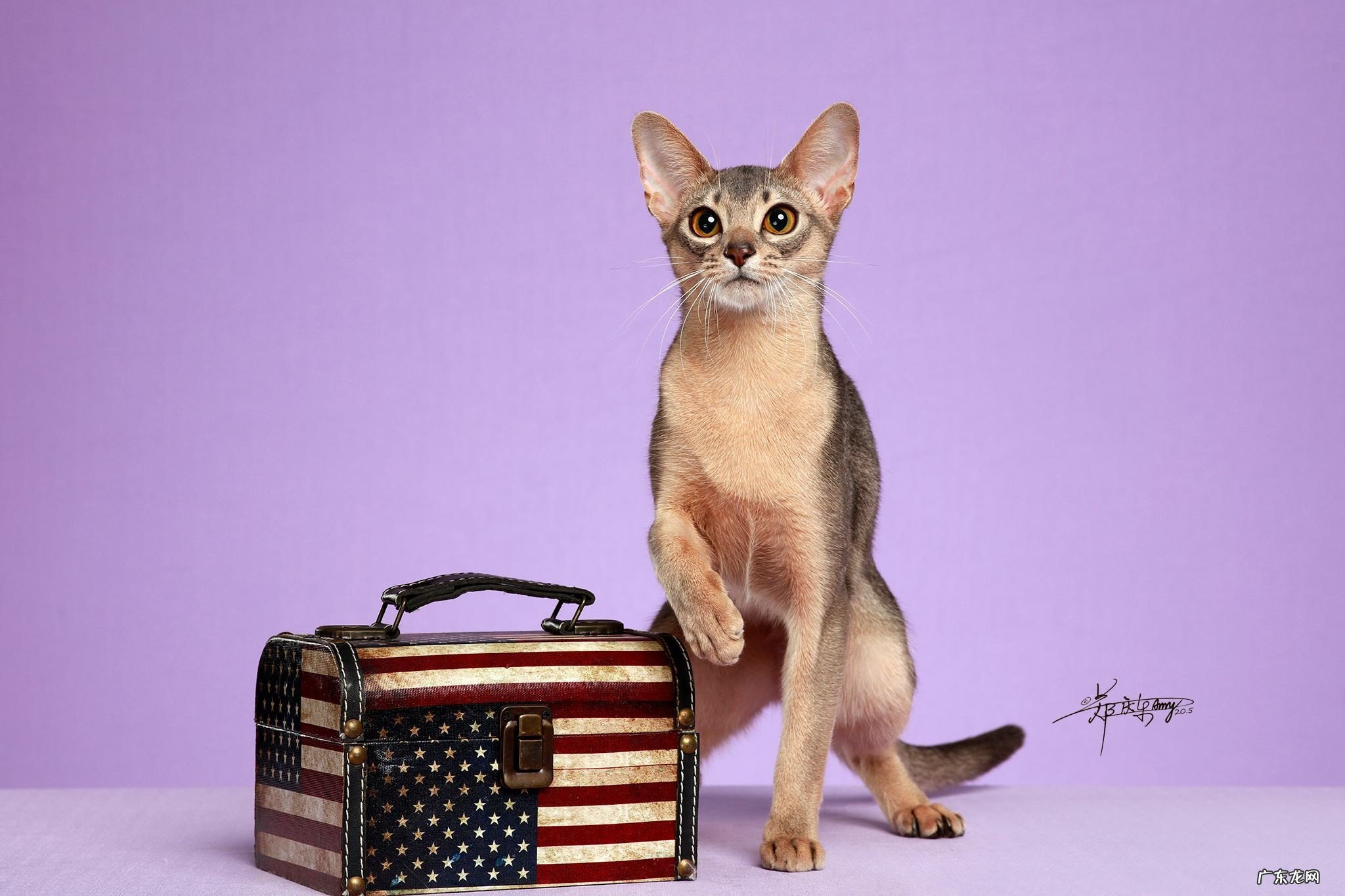 适合 阿比西尼亚猫适合新手养吗？