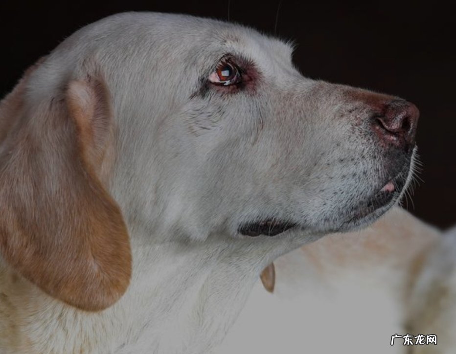 头部、耳朵等 怎么看拉布拉多纯不纯