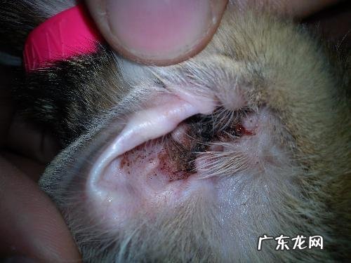 专用清洗液 猫耳朵有东西怎么清理