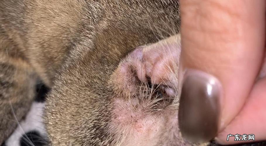 专用清洗液 猫耳朵有东西怎么清理