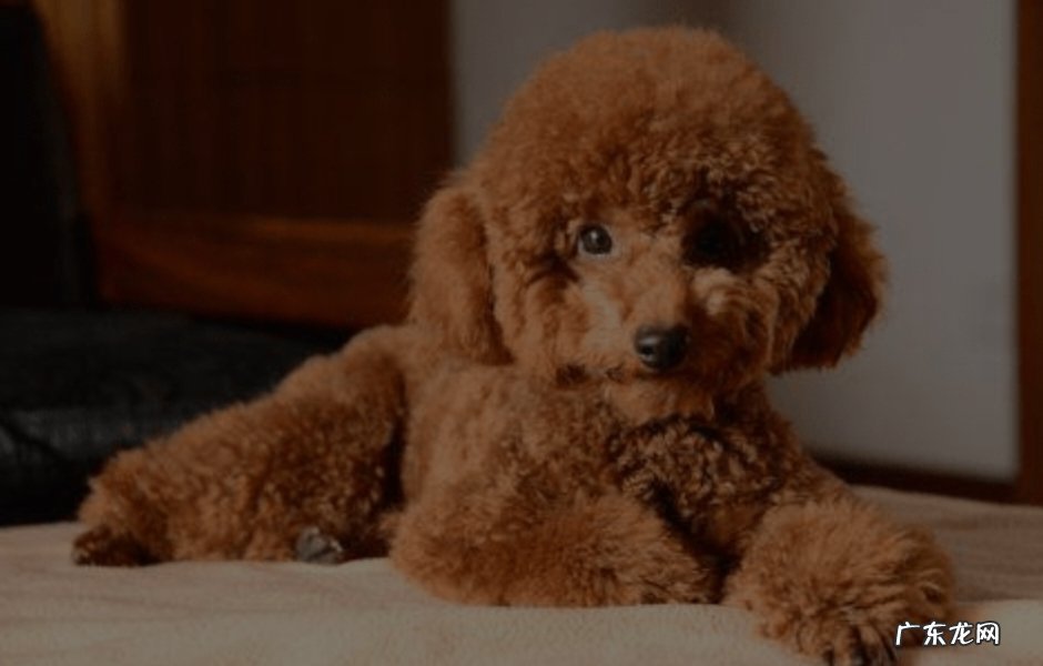 让它感受到洗澡是好事等 给贵宾犬洗澡需要注意什么