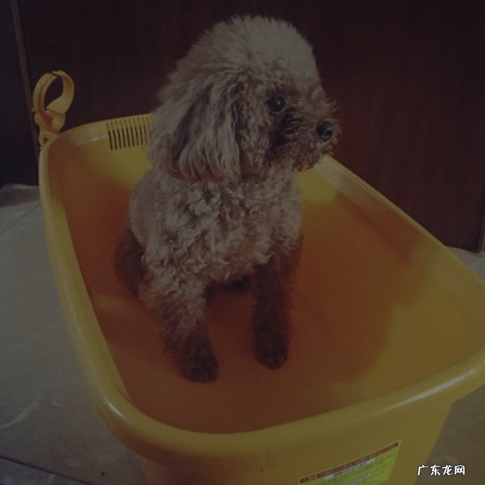 让它感受到洗澡是好事等 给贵宾犬洗澡需要注意什么