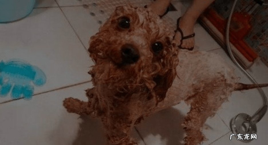 让它感受到洗澡是好事等 给贵宾犬洗澡需要注意什么