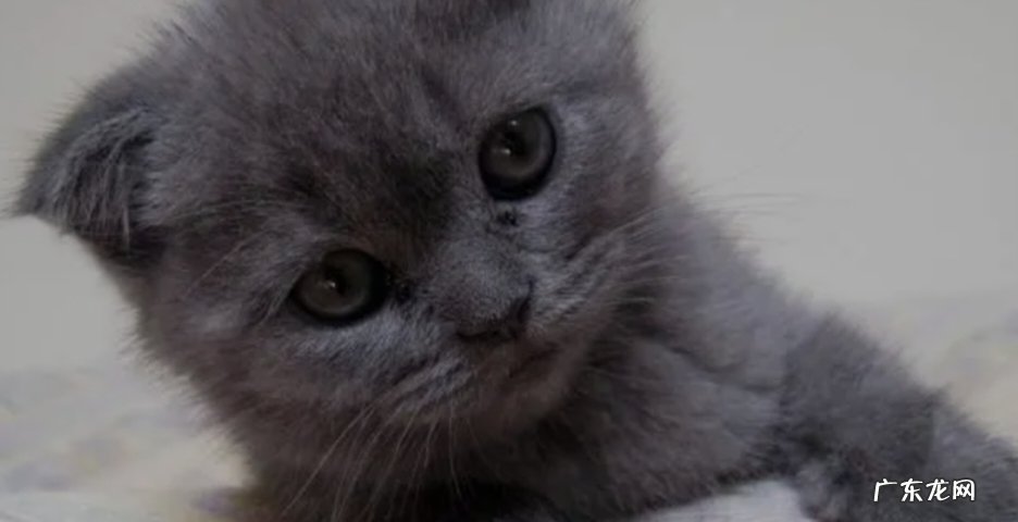 跟猫咪互动等 怎么给猫咪洗澡