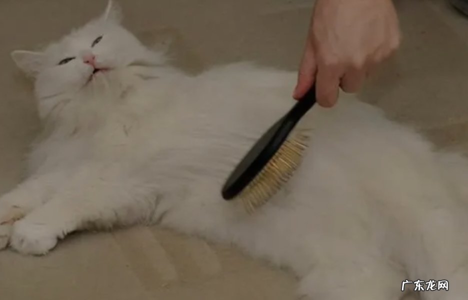 跟猫咪互动等 怎么给猫咪洗澡