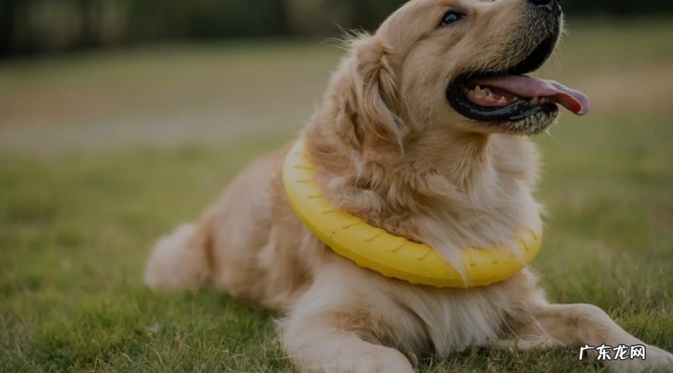 指令明确、方式温和 训练金毛犬的6大技巧