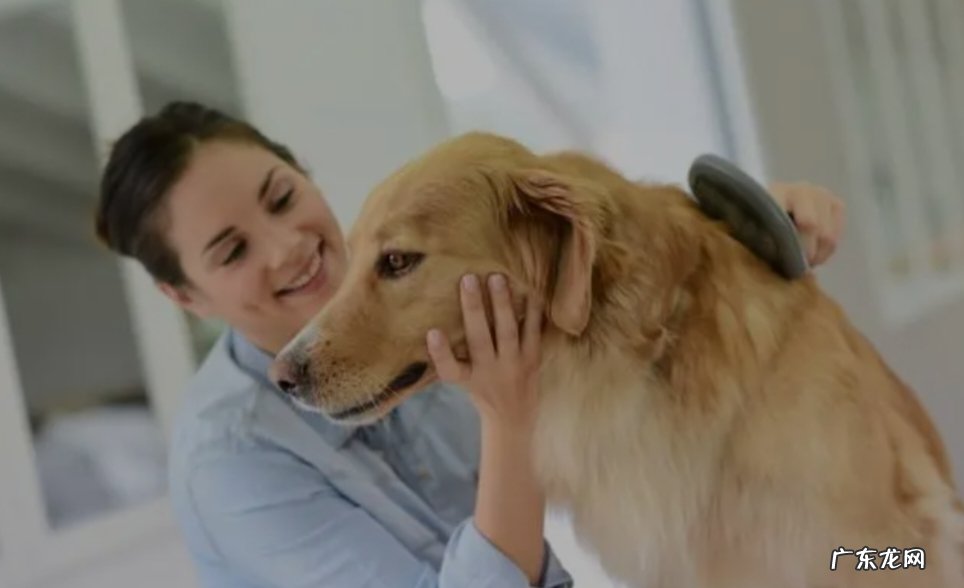 指令明确、方式温和 训练金毛犬的6大技巧