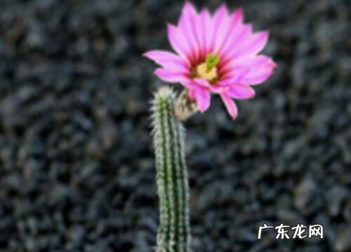 桃太郎仙人球一年开几次花