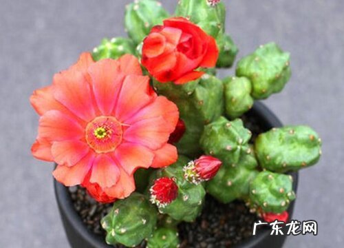 桃太郎仙人球一年开几次花