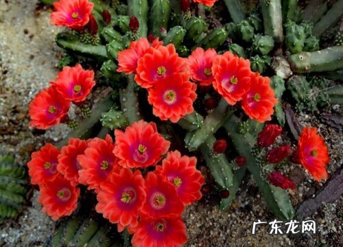 桃太郎仙人球一年开几次花