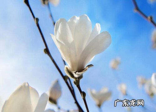 白玉兰花一年开几次花