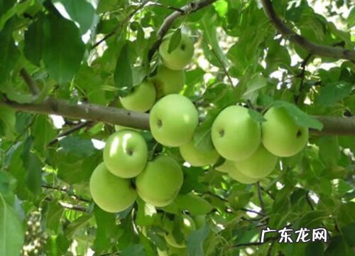 青苹果是什么季节的水果