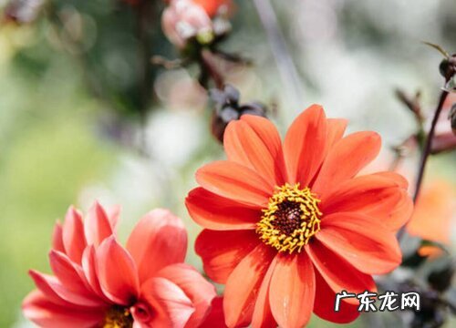 百日草一年开几次花