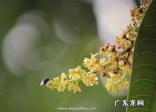 榴莲开花吗 在什么时候开花结果