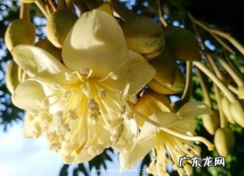 榴莲开花吗 在什么时候开花结果