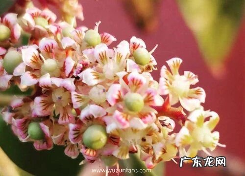 榴莲开花吗 在什么时候开花结果