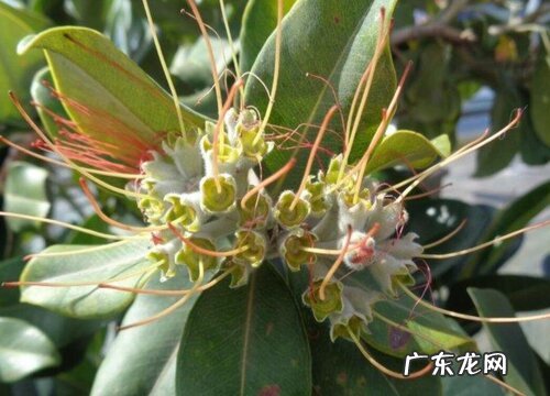 图片 榕树盆景开花吗 开花样子