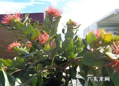 图片 榕树盆景开花吗 开花样子