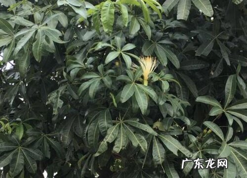 图片 榕树盆景开花吗 开花样子