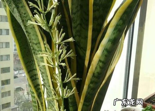 小虎尾兰开花吗 开花什么样子