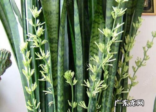小虎尾兰开花吗 开花什么样子