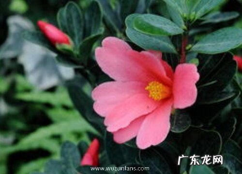 杜鹃茶花一年开几次花