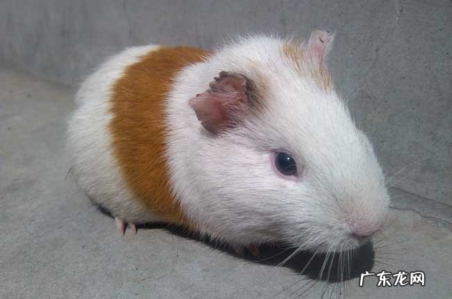 感觉到危险 荷兰猪为什么会出现咬人的情况?