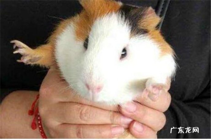 感觉到危险 荷兰猪为什么会出现咬人的情况?