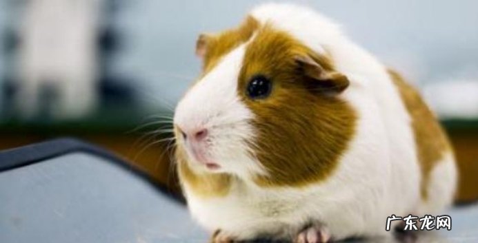 感觉到危险 荷兰猪为什么会出现咬人的情况?