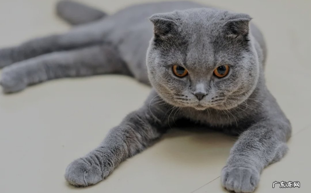 好养 蓝猫好养吗