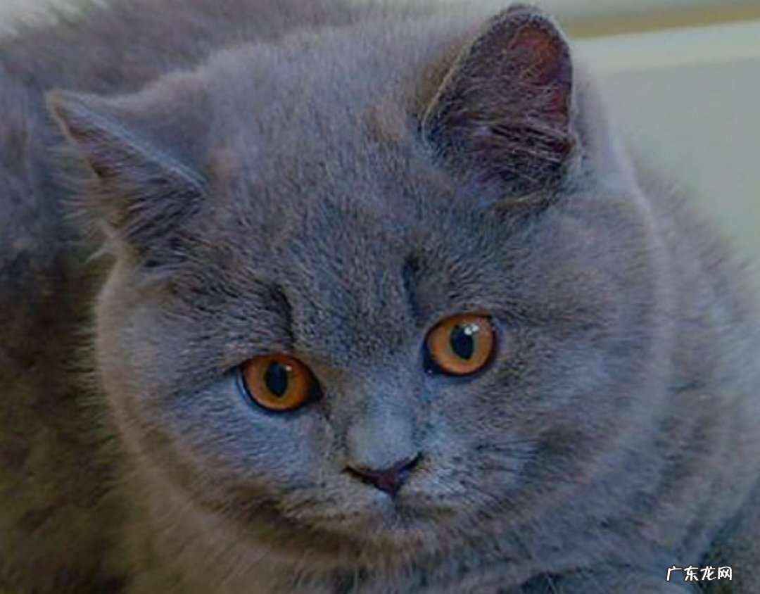 好养 蓝猫好养吗