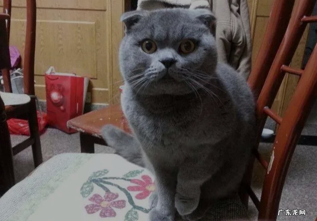 好养 蓝猫好养吗