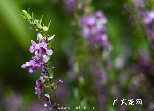 香彩雀一年开几次花