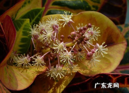 变叶木开花吗 开花代表什么