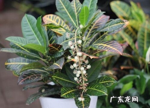 变叶木开花吗 开花代表什么