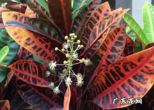 变叶木开花吗 开花代表什么